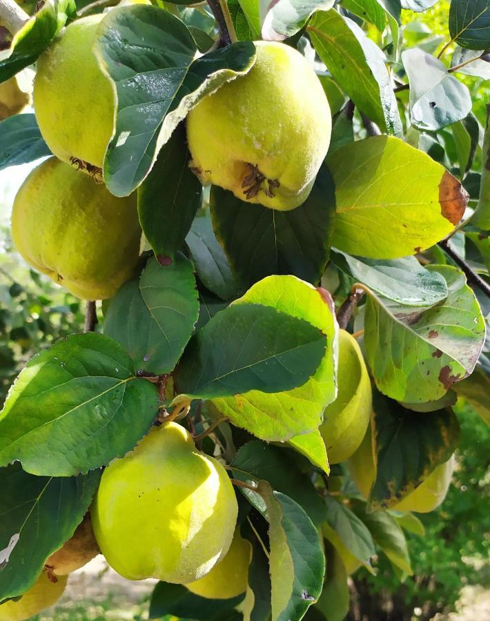 Double Room Garden View